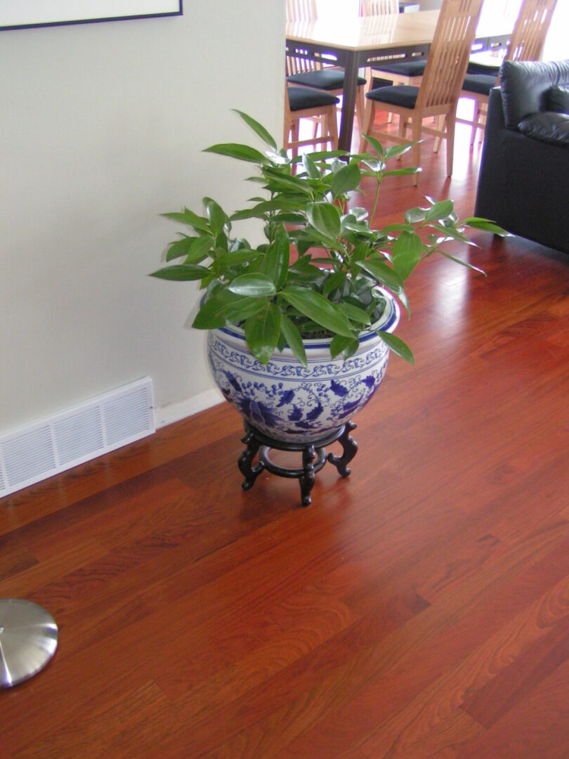 Plant pot on the jatoba wooden floor